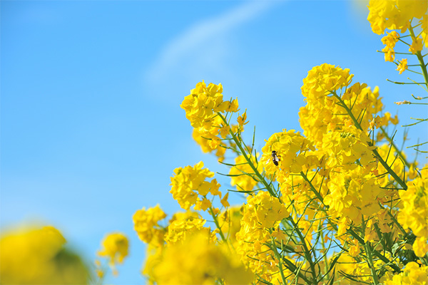 飯山菜の花公園